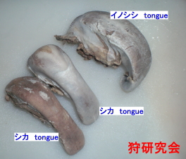 猪　鹿　タンの比較